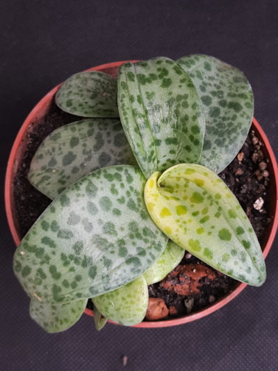 Ledebouria botryoides variegata