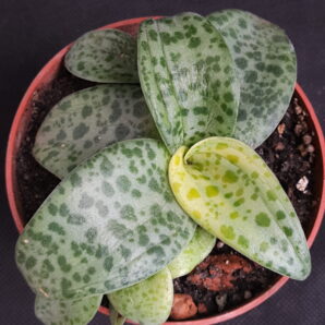 Ledebouria botryoides variegata | 72