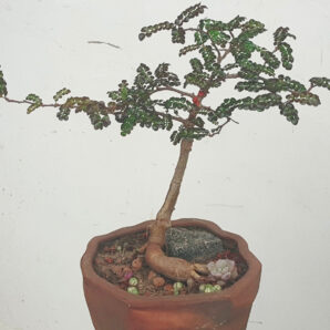 Operculicarya decaryi | 86