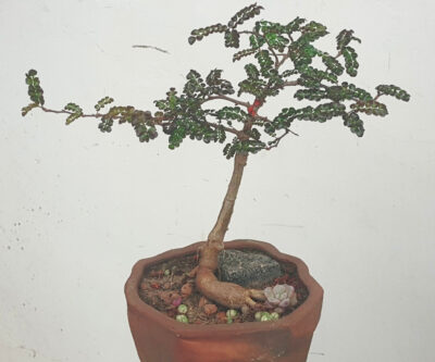 Operculicarya decaryi