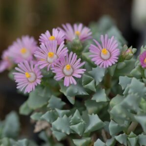 Oscularia deltoides