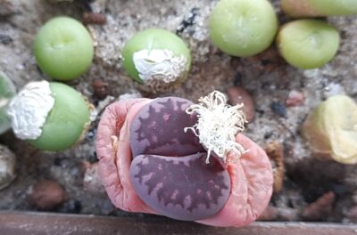 Lithops salicola Bacchus
