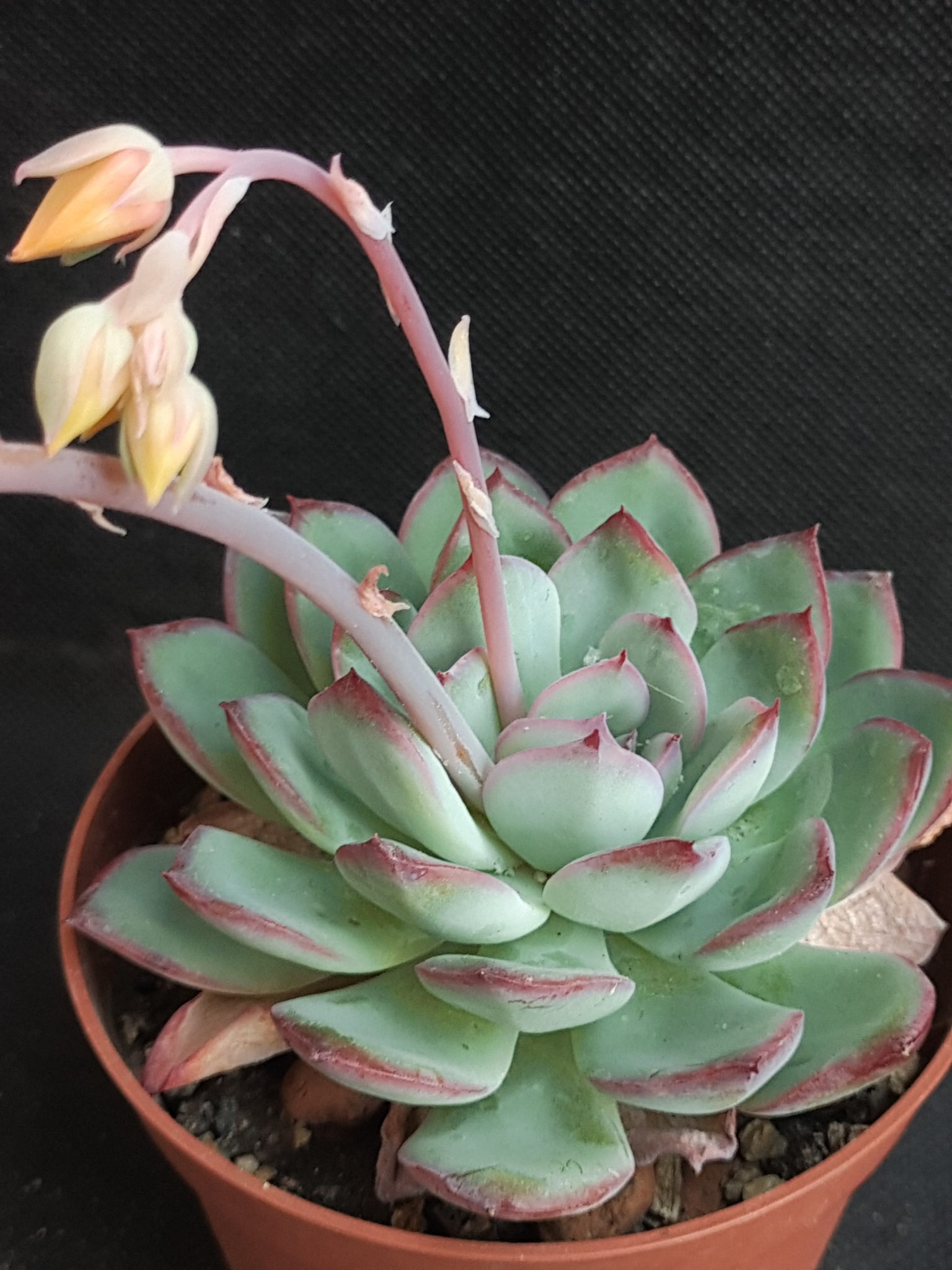 Echeveria pulidonis x laui | Кактус Киев
