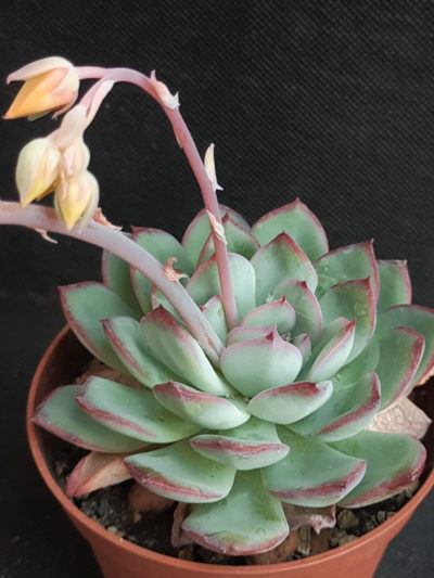 Echeveria pulidonis x laui