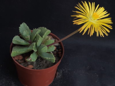 Carruanthus peersii