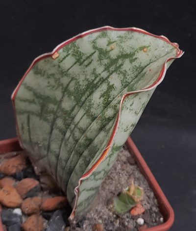 Sansevieria kirkii cv. Silver Blue