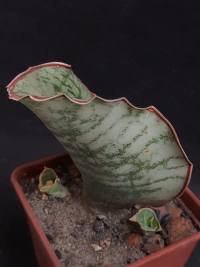 Sansevieria kirkii cv. Silver Blue - Зображення 2