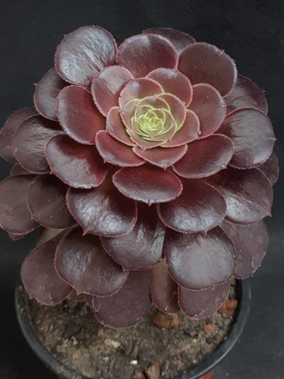 Aeonium velour