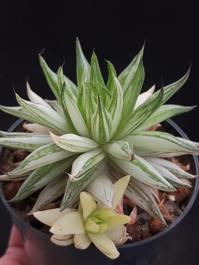 Haworthia vittata var.