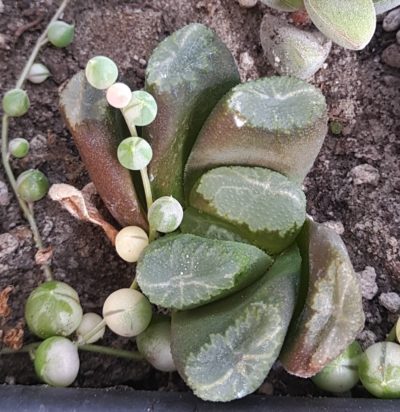 Haworthia maughanii