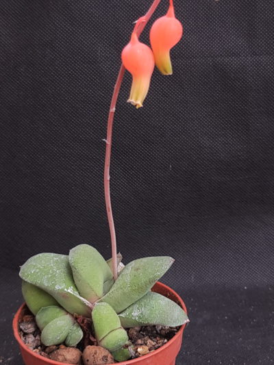Gasteria glomerata