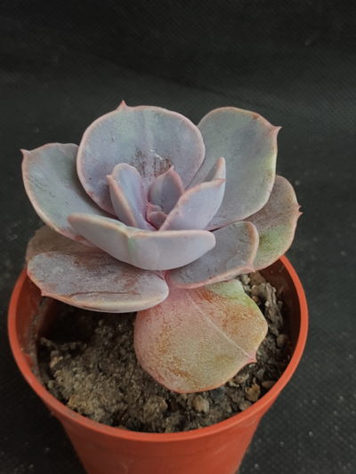 Echeveria Perle von Nurnberg var.