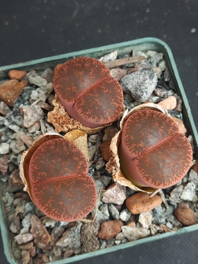 Lithops lesliei 'Fred`s Redhead' - Зображення 2