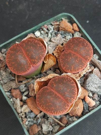 Lithops lesliei 'Fred`s Redhead'