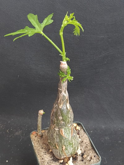 Cissus tuberosa