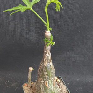 Cissus tuberosa | 21