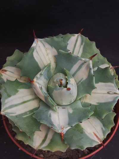 Agave isthmensis ‘Ohi Raijin Shiro Nakafu’ – Variegated Dwarf