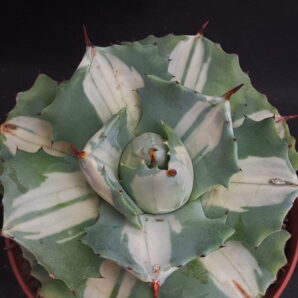 Agave isthmensis ‘Ohi Raijin Shiro Nakafu’ – Variegated Dwarf