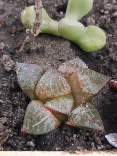 Haworthia emelyae