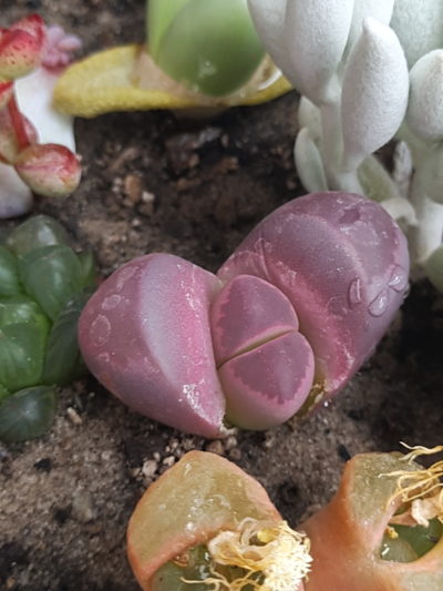 Lithops Optica Rubra