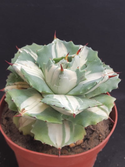 Agave isthmensis ‘Ohi Raijin Shiro Nakafu’ – Variegated Dwarf - Зображення 2