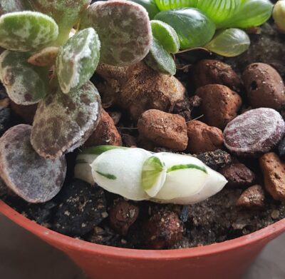 Gasteria obtusa variegata