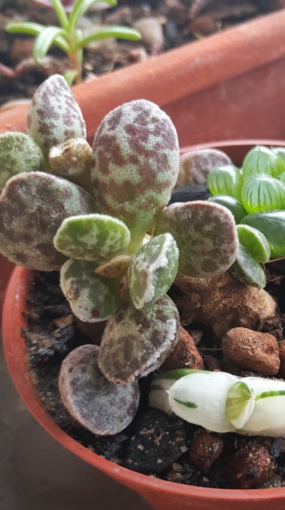 Adromischus marianae Bryan Makin