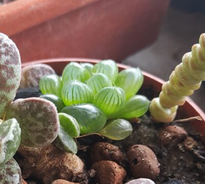 Haworthia cooperi obtusa