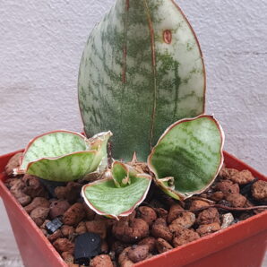 Sansevieria kirkii cv. Silver Blue | 86