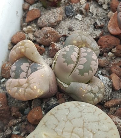 Lithops otzeniana