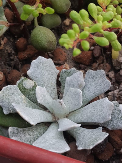 Senecio scaposus addoensis