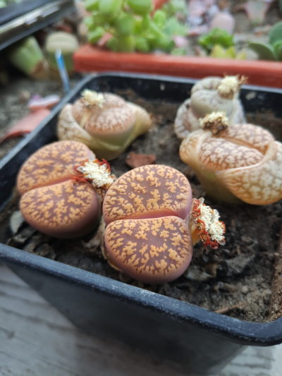Lithops lesliei hornii