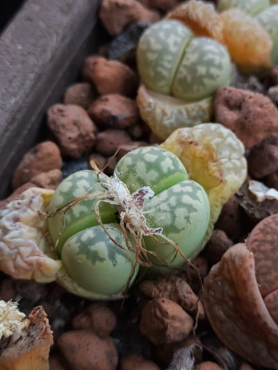 Lithops marmorata