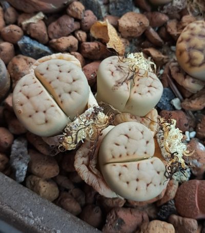 Lithops erniana