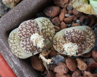 Lithops bromfieldii v mennellii
