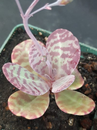 Kalanchoe figuereidoi
