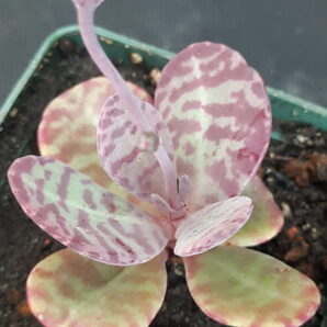 Kalanchoe figuereidoi