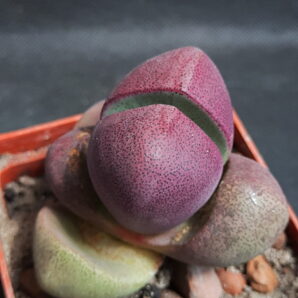 Pleiospilos nelii Royal Flush | 87
