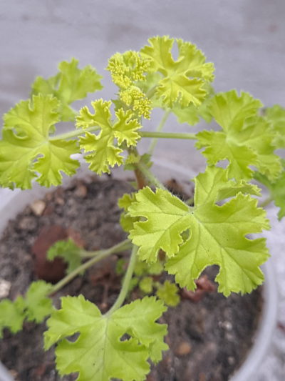 Pelargonium crispum