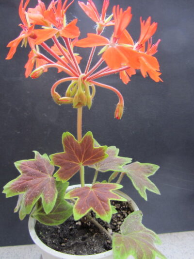 Pelargonium Vancouver Centennial