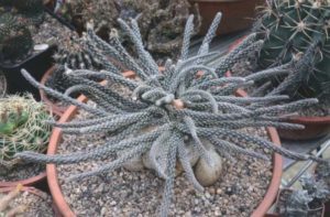 Pterocactus tuberosus
