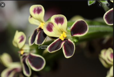 Pelargonium pulverulentum - Зображення 2