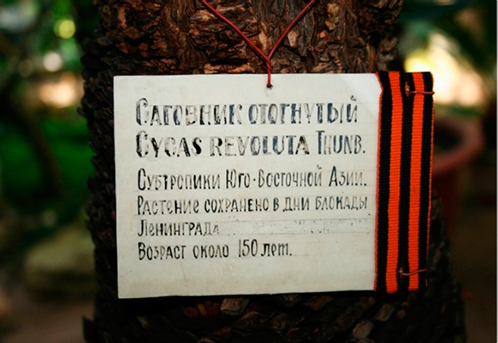 БОТАНИЧЕСКИЙ САД БИН РАН ИМ. КОМАРОВА (Г.САНКТ-ПЕТЕРБУРГ) 3 БОТАНИЧЕСКИЙ САД БИН РАН ИМ. КОМАРОВА (Г.САНКТ-ПЕТЕРБУРГ) | 3