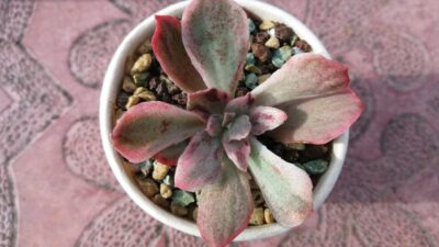 ECHEVERIA "Sion" variegata - Зображення 2