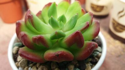 ECHEVERIA "RED LANTERN"