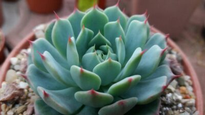 ECHEVERIA "Sierra"