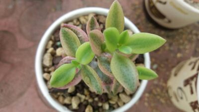 CRASSULA "VOLKENSII" variegata - Зображення 2