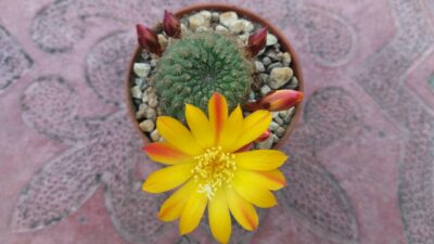 REBUTIA SV - Зображення 2