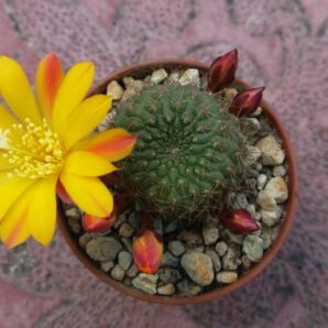 REBUTIA SV | 78