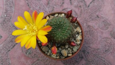 REBUTIA SV